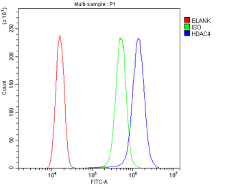 Anti-HDAC4 Antibody