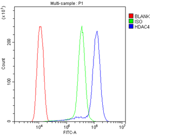 Anti-HDAC4 Antibody