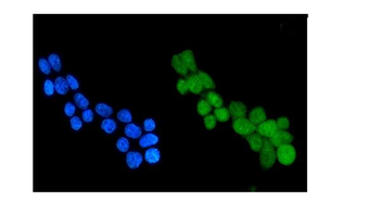 Anti-HDAC4 Antibody