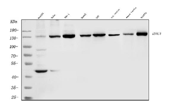 Anti-HDAC4 Antibody