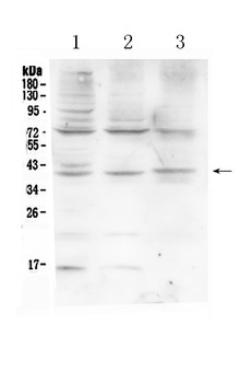 HFE Antibody