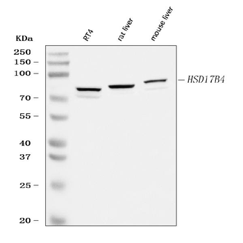 Anti-Hydroxysteroid (17-beta) Dehydrogenase 4/HSD17B4 Antibody