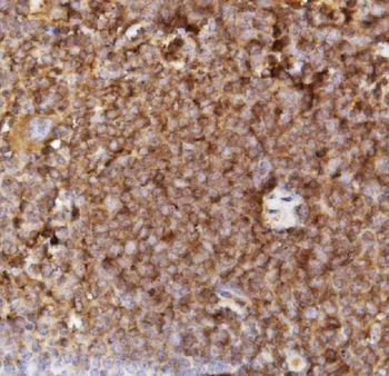 Anti-Sca1/Ly6A/E Antibody