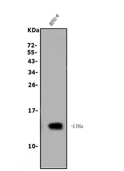 Anti-Sca1/Ly6A/E Antibody