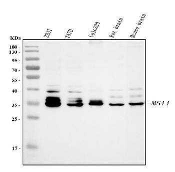 Musashi 1/Msi1 Antibody