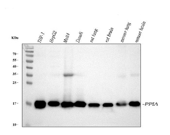 Cyclophilin A/PPIA Antibody