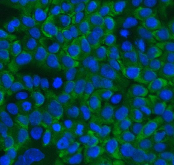 Anti-RanBP1 Antibody