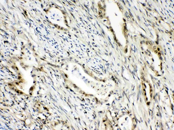 Anti-RanBP1 Antibody