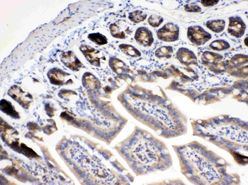 Anti-RanBP1 Antibody