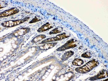 Anti-RanBP1 Antibody