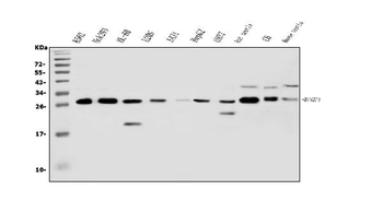 Anti-RanBP1 Antibody