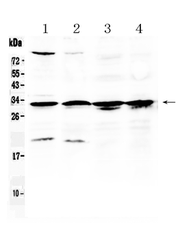 Anti-RPS6 Antibody