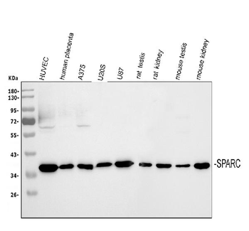 SPARC Rabbit Polyclonal Antibody