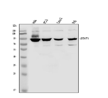 Anti-STAT1 Antibody
