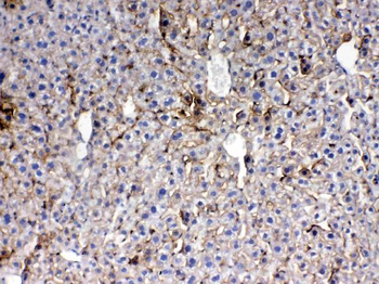 Anti-Thrombopoietin/Thpo Antibody