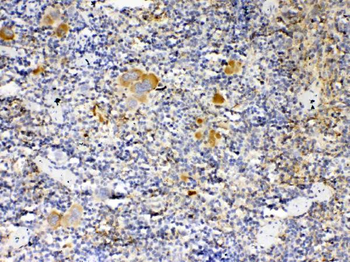 Anti-Thrombopoietin/Thpo Antibody