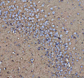 Anti-CD90/Thy1 Antibody