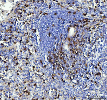 Anti-CD90/Thy1 Antibody