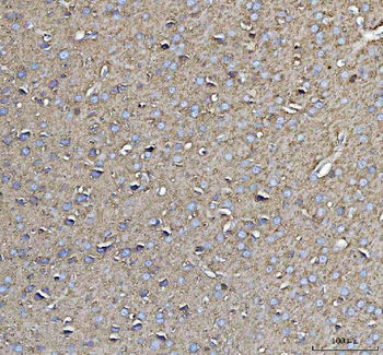 Anti-CD90/Thy1 Antibody
