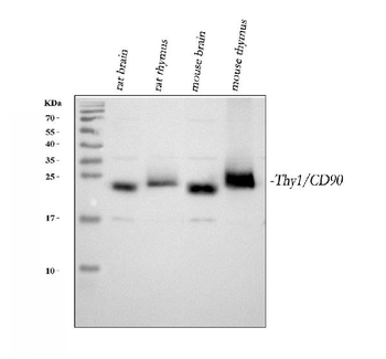 Anti-CD90/Thy1 Antibody