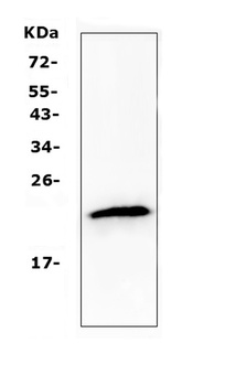 TMEM107 Antibody