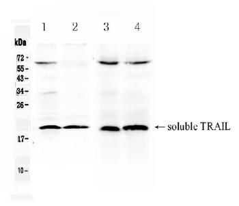 TRAIL/Tnfsf10 Antibody