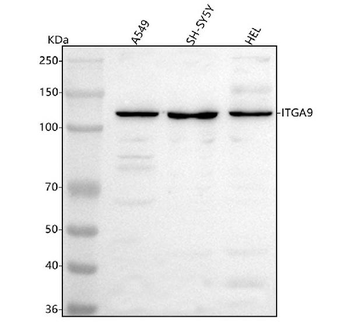 Anti-Integrin alpha-9/ITGA9 Antibody