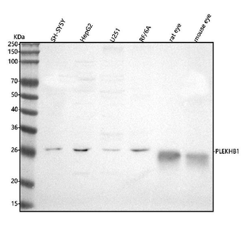 PLEKHB1 Antibody