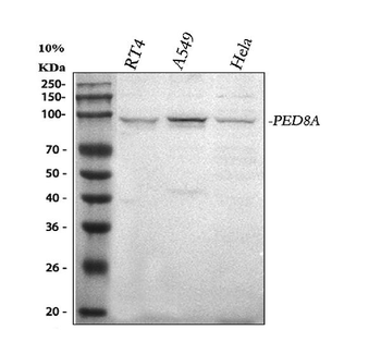 Anti-PDE8A Antibody