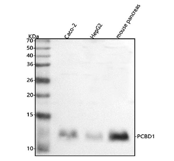 Anti-PCBD1 Antibody