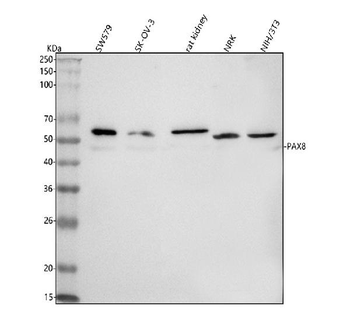 PAX8 Antibody