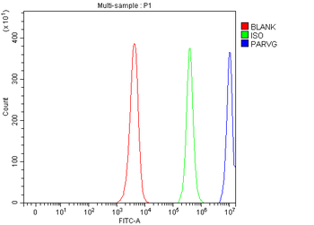 PARVG Antibody
