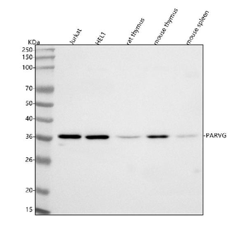 PARVG Antibody