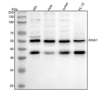 Anti-RING1 Antibody