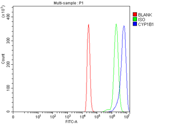 CYP1B1 Antibody