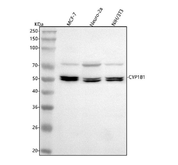 Anti-CYP1B1 Antibody