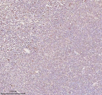 Anti-ORC2 Antibody