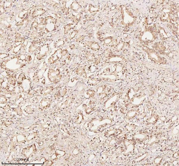 Anti-ORC2 Antibody