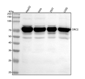 Anti-ORC2 Antibody