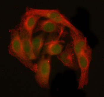 Anti-GANP/MCM3AP Antibody