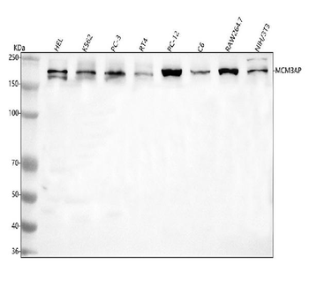 Anti-GANP/MCM3AP Antibody
