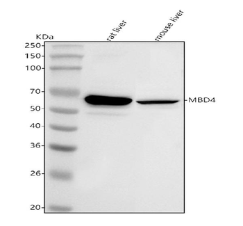 Anti-Mbd4 Antibody