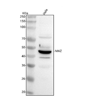 Anti-MAZ Antibody