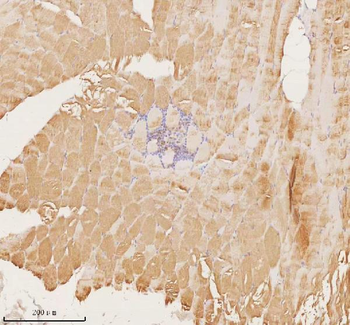 Anti-MAP4K3 Antibody