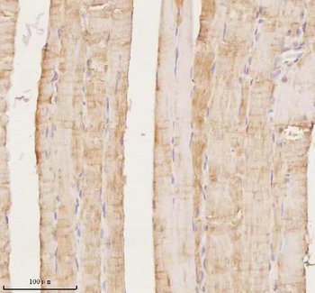 Anti-MAP4K3 Antibody