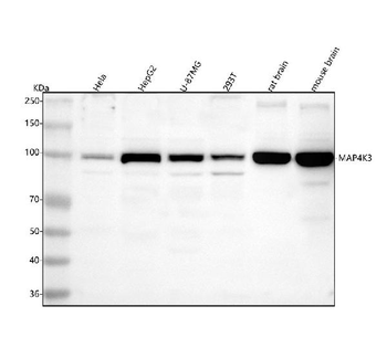 Anti-MAP4K3 Antibody