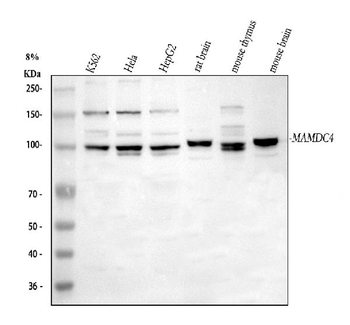 MAMDC4 Antibody