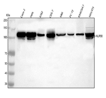 Anti-NUP98 Antibody