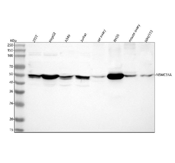 Anti-NSMCE4A Antibody