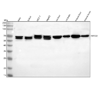 Anti-NR1D2 Antibody